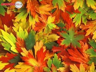 Fall Colors Wallpaper Picture Image
