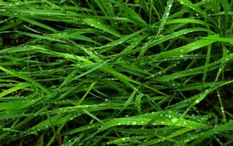 Wallpaper Box Mac Green Grass HD