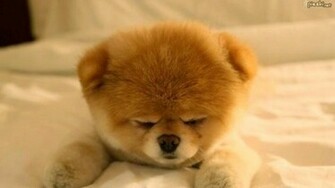 Pomeranian Wallpaper Desktop Boo