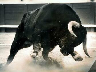 Bull Wallpaper Powerful Gallery