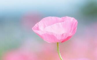 Pink Poppy Flowers Wallpaper X