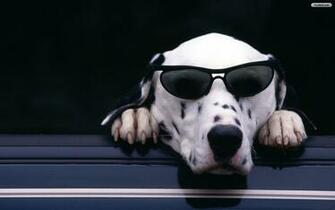 Youwall Cool Dog Wallpaper