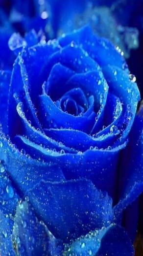 Blue Rose iPhone HD Wallpaper