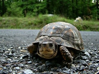 Cute Turtle Pictures By Virginian