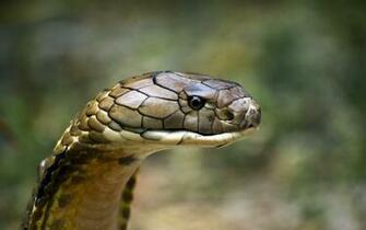 King Cobra HD Wallpaper Background Image Id