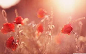 Late Summer Poppies Ultra HD Desktop Background Wallpaper For 4k