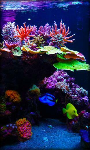 Live Aquarium Wallpaper