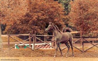Wallpaper Horse Autumn Background Desktop In