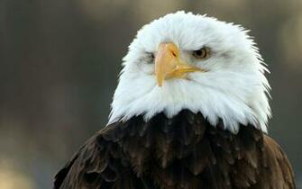 Wallpaper Eagle HD Desktop