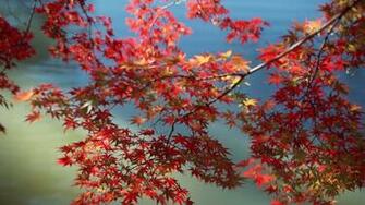 Thanksgiving Wallpaper Empressgirliephotos Full HD
