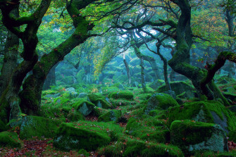Green Tree Wallpaper