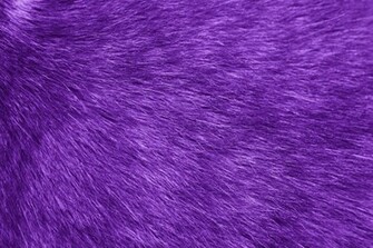 Purple Fur Texture High Resolution Photo Dimensions