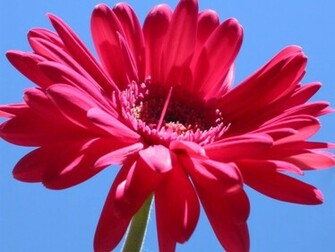Gerber Daisy Pictures Wallpaper Photo