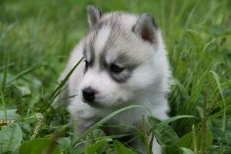 Husky Puppies Wallpaper HD Wide Hivewallpaper