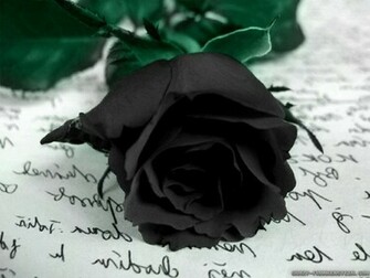Black Rose