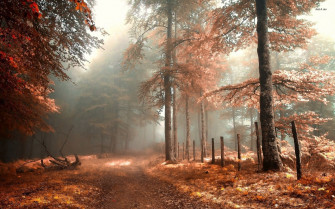 Fall Aesthetic Desktop Wallpaper On