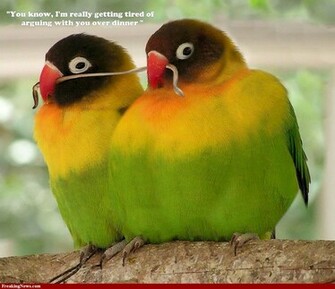 Picturespool Love Birds Wallpaper Beautiful Pictures