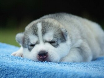 Husky Puppy Wallpaper HD Dogs