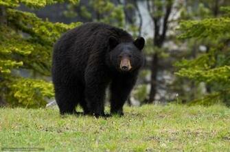 Wallpaper Baribal Black Bear Forest Desktop
