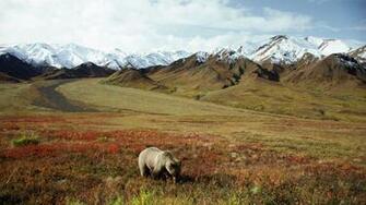 Denali Wallpaper And Background Image Net