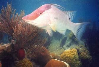 Fish You See In Bermuda With Greg Hartley