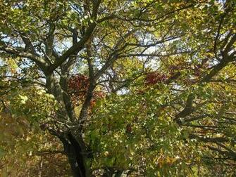Vine Wrapped Tree Limbs Sprawl Out In Every Direction With Leaves