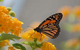 Monarch Butterfly And Yellow Lanthana Desktop Wallpaper