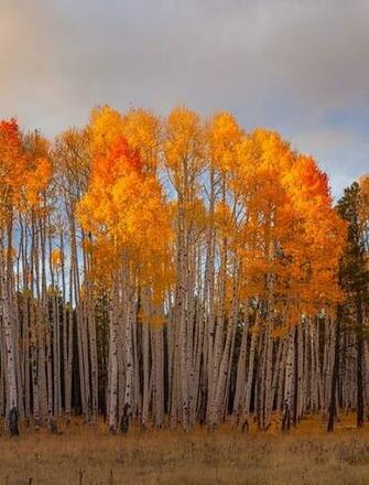 Orange Leaves In Fall Wallpaper For Phones And Tablets