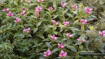 Pink Flowers Wallpaper Resolution