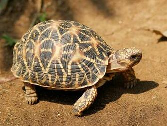Tortoise Wallpaper 8364b2f Wallperio