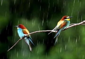 Birds In Rain