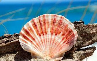 Seashell With Resolutions Pixel