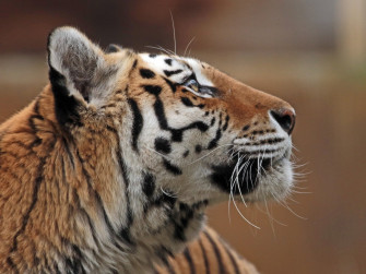 Tiger HD Wallpaper 4k