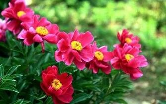 Mayflower God Peony Desktop Wallpaper Flower