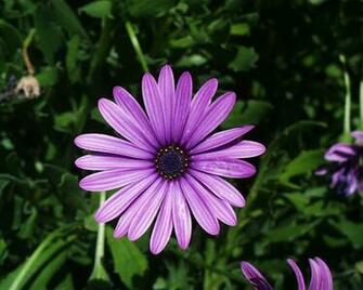 Flowers For Flower Lovers Daisy Desktop Wallpaper