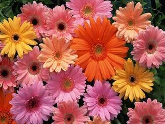 Flower Of April Daisy Wallpaper