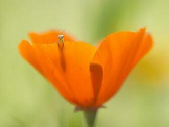 National Geographic Wallpaper Mantis And Flower