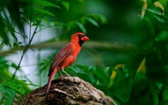 Cardinal Wallpaper Animals Bird HD