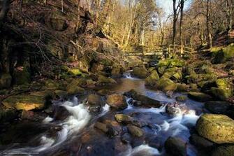 Wallpaper Spring Forest River Flow Desktop