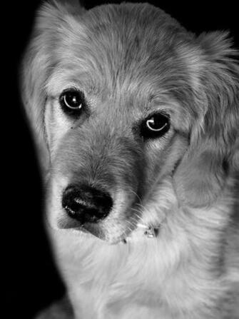 Animals Cute Dogs Nature Puppy