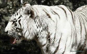 White Bengal Tiger Wallpaper Walltor