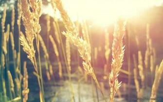 Summer Crops HD Wallpaper Windows