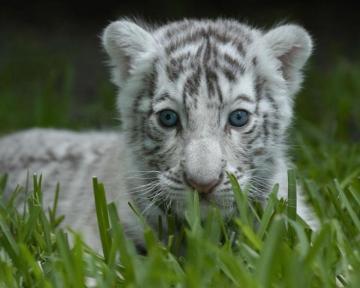 Baby White Tiger
