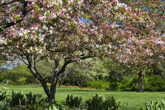 File Name Best Picture Of Chicago Botanic Garden Photo Glencoe