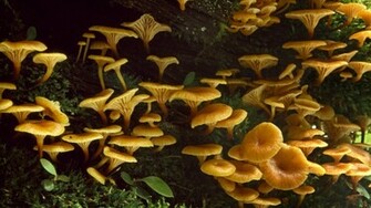 Mushroom Wallpaper