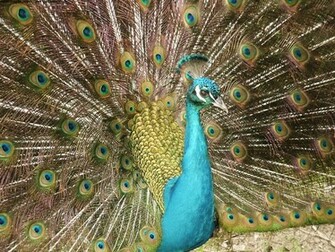 Peacock Wallpaper HD