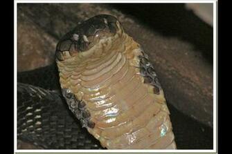 King Cobra Wallpaper HD