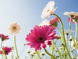 Flower Background Wallpaper Desktop
