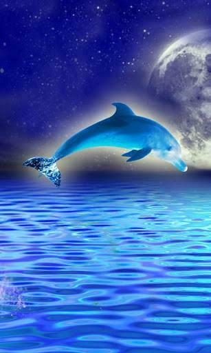 Live Wallpaper Tags Rainbow Dolphin