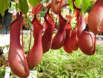 Nepenthes Tenax Wallpaper HD